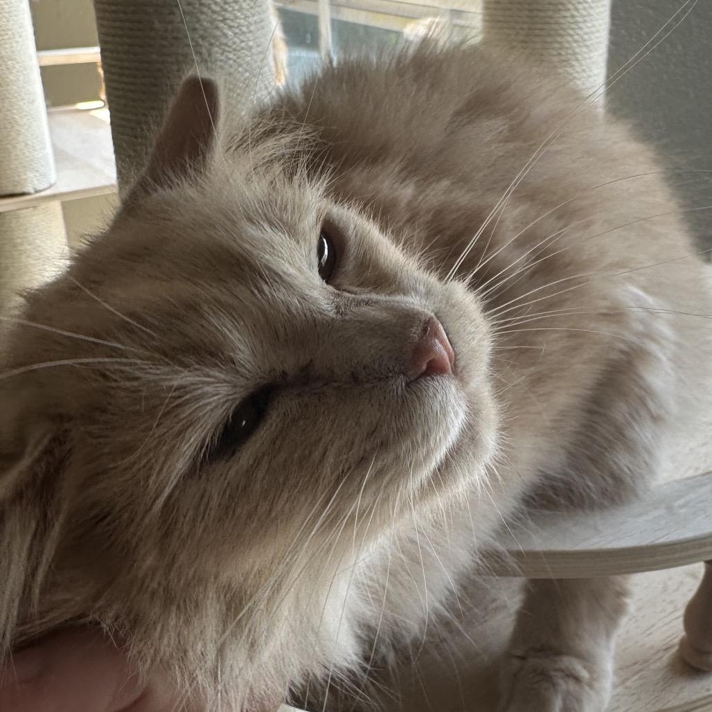 Enlarge Marmalade, a Adoptable Domestic Medium Hair in Greenfield, IN image 2/6