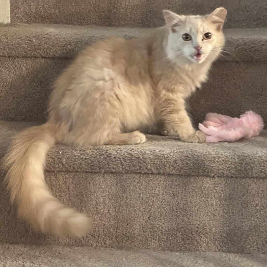 Enlarge Marmalade, a Adoptable Domestic Medium Hair in Greenfield, IN image 3/6