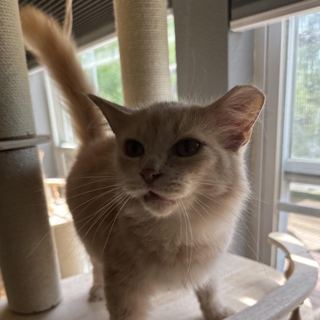 Enlarge Marmalade, a Adoptable Domestic Medium Hair in Greenfield, IN image 4/6