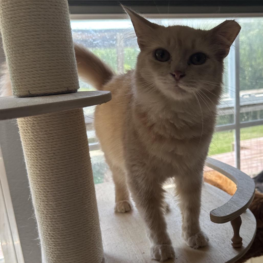 Enlarge Marmalade, a Adoptable Domestic Medium Hair in Greenfield, IN image 6/6