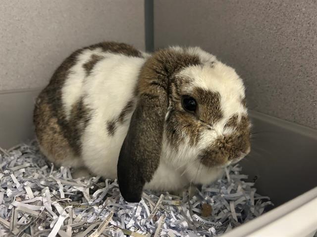 TREY, Adoptable, Young Male Holland Lop.
