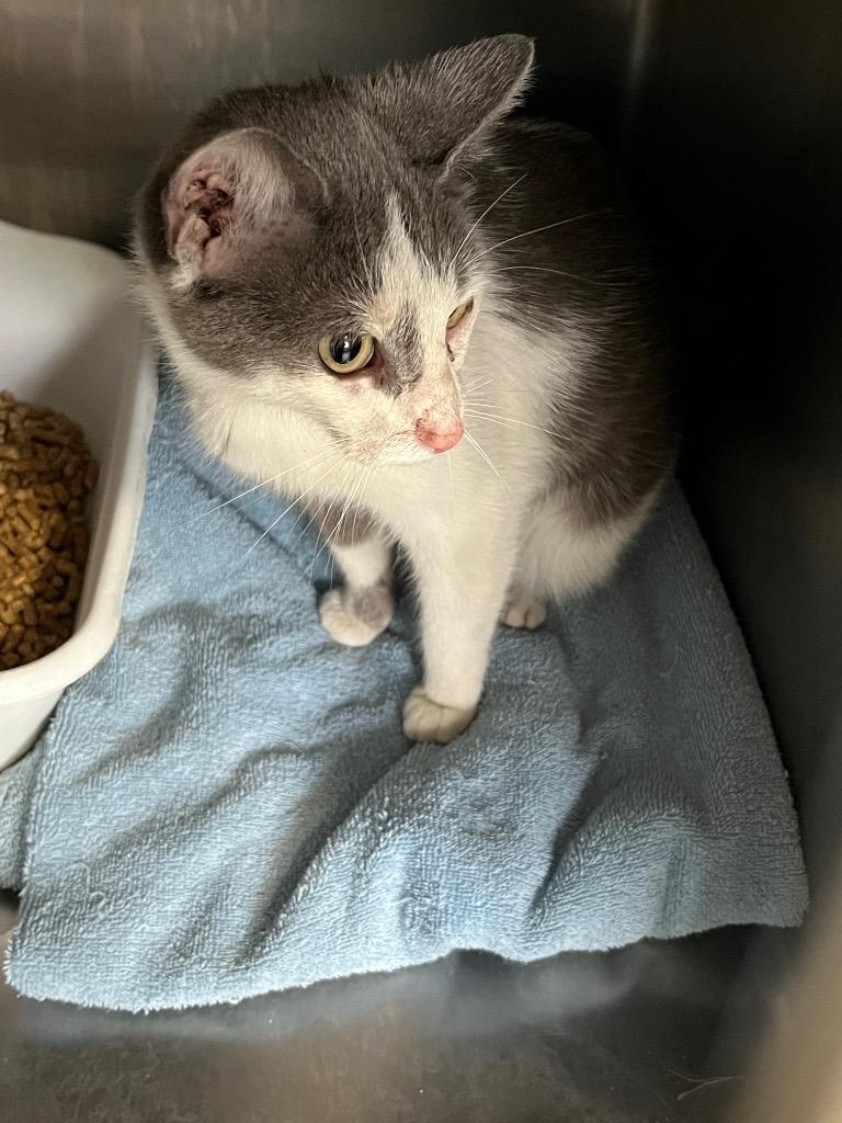 Enlarge Hyacinth - Fee Waived, a Adoptable mixed breed in Pierceton, IN image 1/2