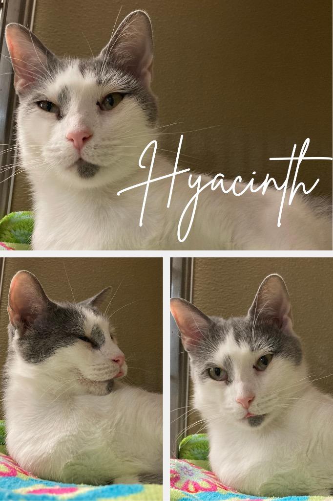 Enlarge Hyacinth - Fee Waived, a Adoptable mixed breed in Pierceton, IN image 2/2