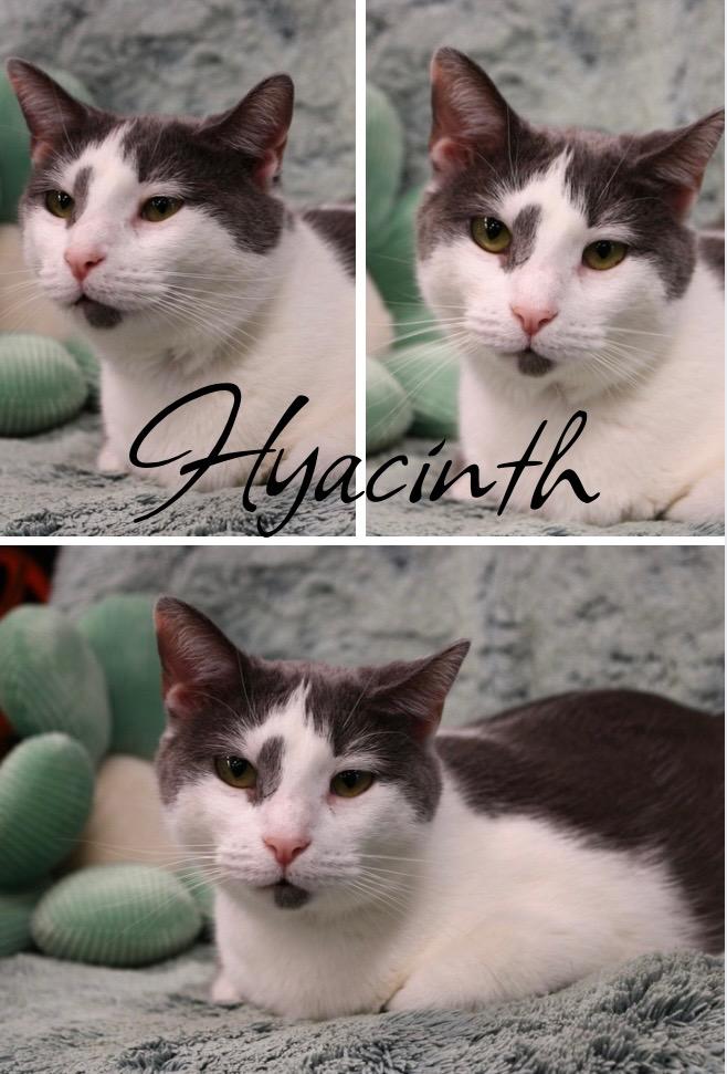 Enlarge Hyacinth - LONG TERM 4*9*25Fee Waived, a Adoptable mixed breed in Pierceton, IN image 3/3