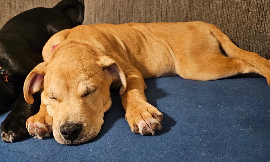Skibidi, Adopted, Puppy Male Pit Bull Terrier & Mixed Breed.