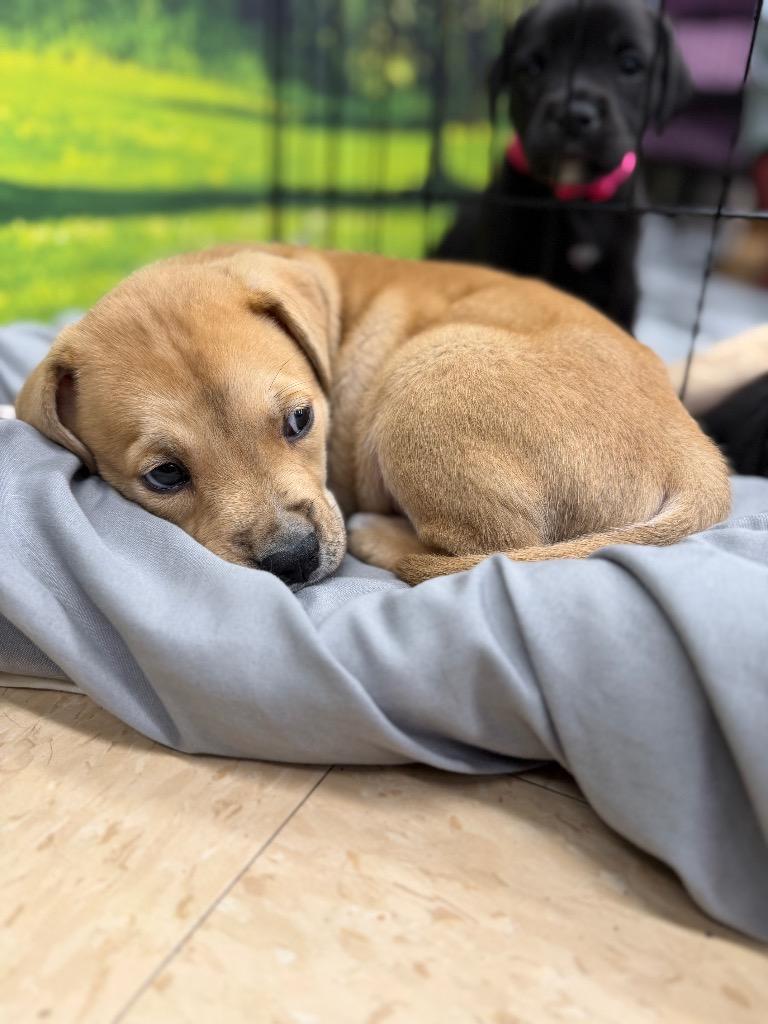 Skibidi, a Adopted mixed breed in Little Rock, AR image 2/6