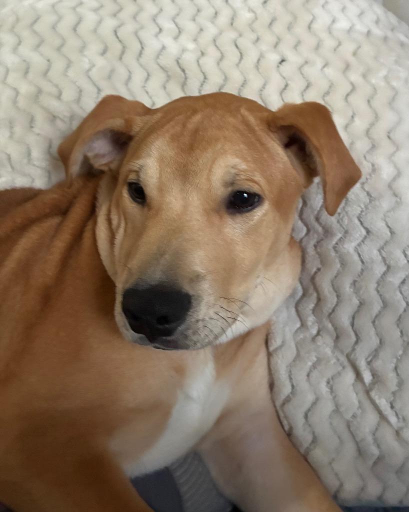 Skibidi, a Adopted mixed breed in Little Rock, AR image 3/6