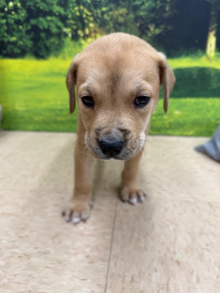 Skibidi, a Adopted mixed breed in Little Rock, AR image 4/6