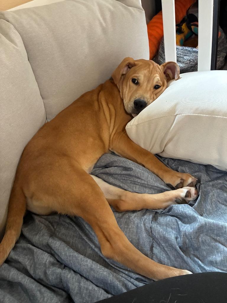 Enlarge Skibidi, a Adopted mixed breed in Little Rock, AR image 3/4