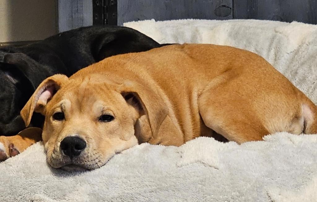 Skibidi, a Adopted mixed breed in Little Rock, AR image 5/6
