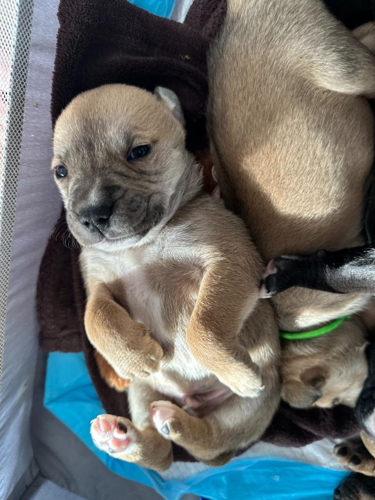 Skibidi, a Adopted mixed breed in Little Rock, AR image 6/6