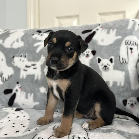 Enlarge Rowena, an adopted mixed breed in Salem, OR image 5/6