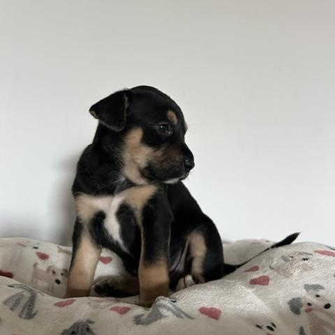 Enlarge Rowena, an adopted mixed breed in Salem, OR image 6/6