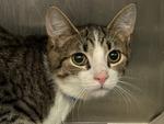 Ricky Bobby, Adoptable, Young Male Domestic Short Hair.