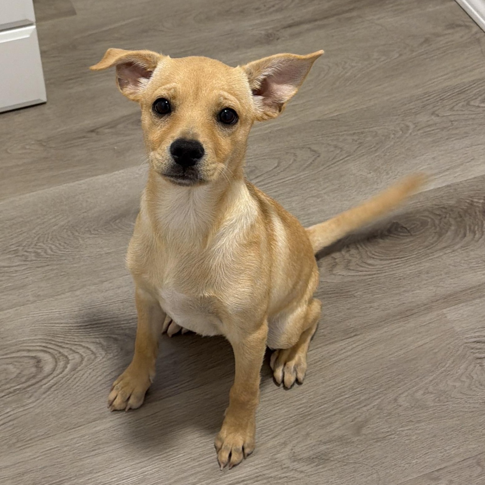 Enlarge Naan, a Adoptable mixed breed in San Diego, CA image 1/1