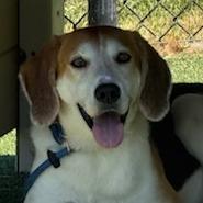 Harry Styles, Adoptable, Adult Male Hound.