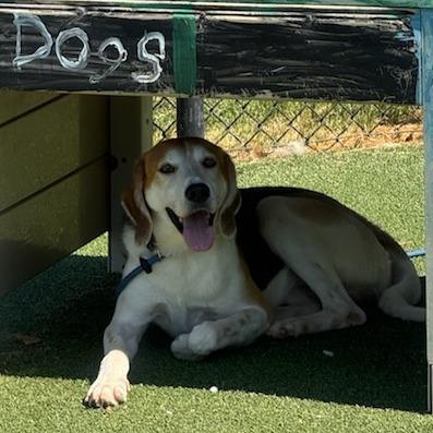 Enlarge Harry Styles, a Adoptable Hound in Chatham, VA image 1/6