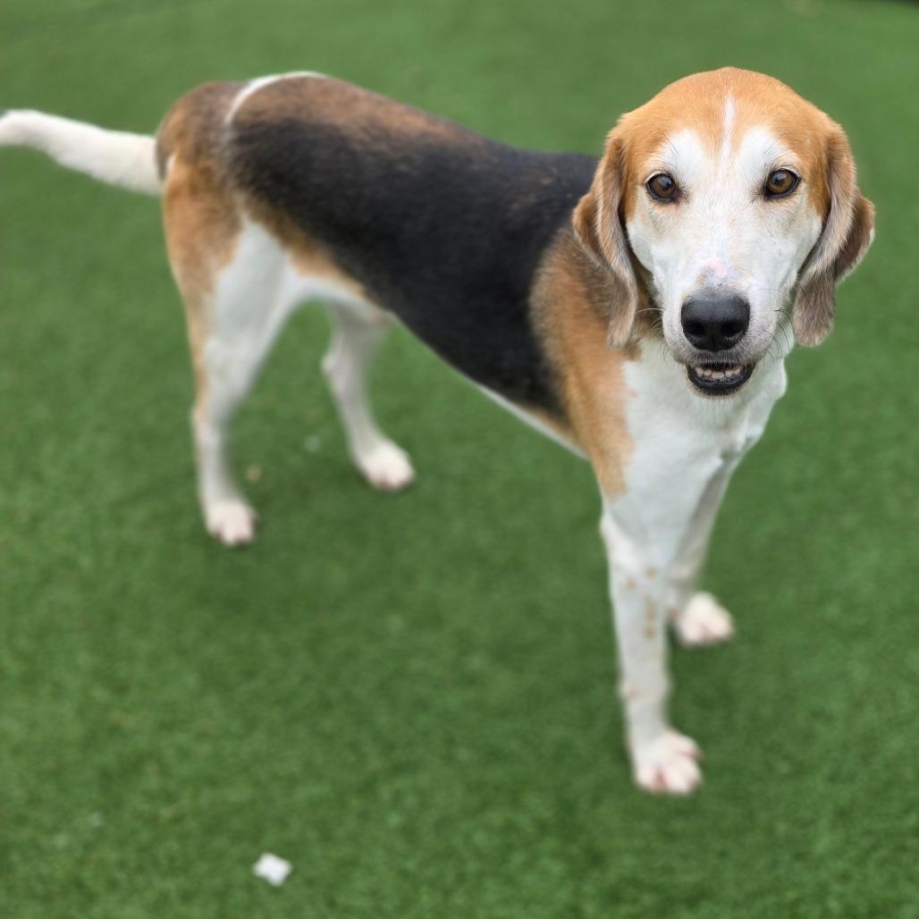 Enlarge Harry Styles, a Adoptable Hound in Chatham, VA image 3/6