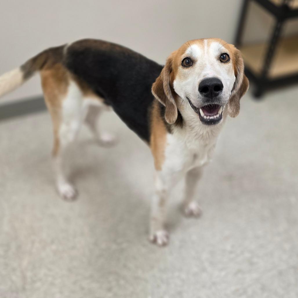 Harry Styles, Adoptable, Adult Male Hound.