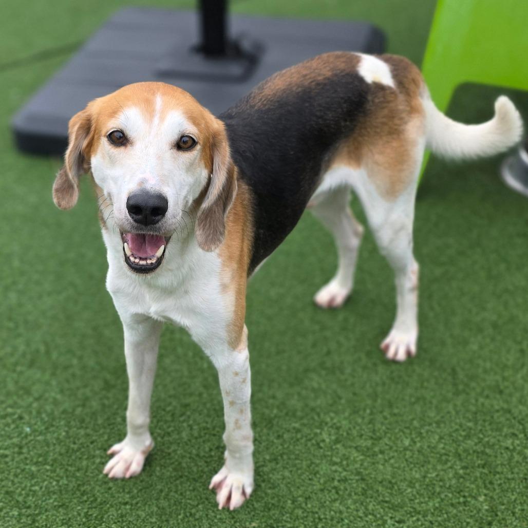 Enlarge Harry Styles, a Adoptable Hound in Chatham, VA image 4/6