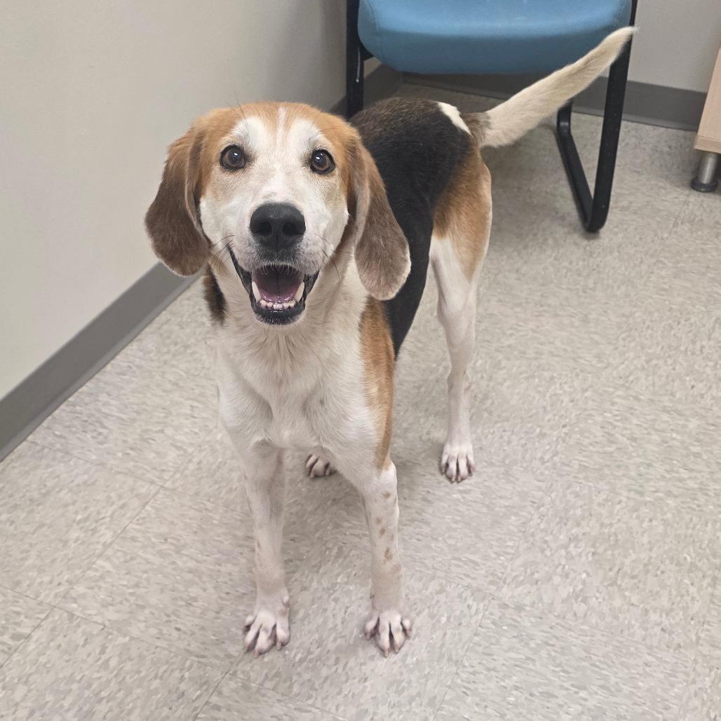 Enlarge Harry Styles, a Adoptable Hound in Chatham, VA image 3/4