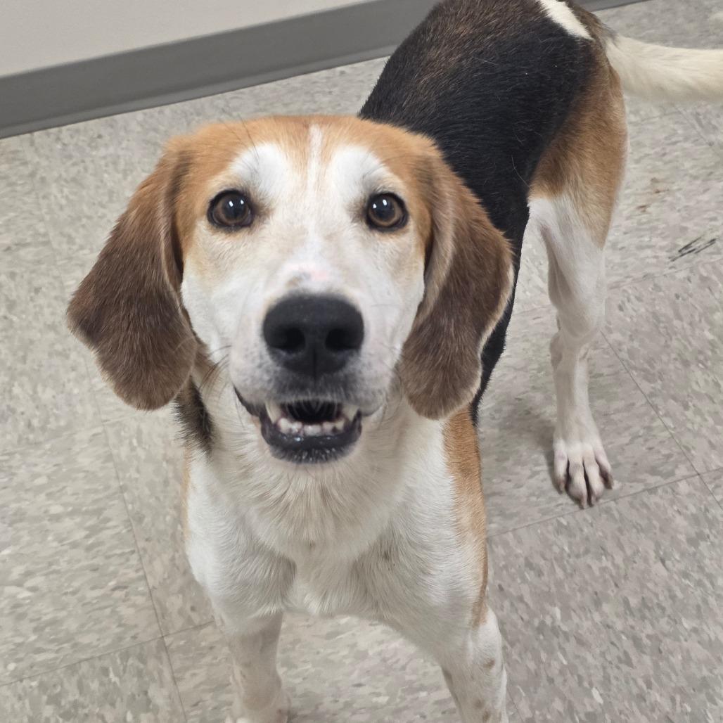 Enlarge Harry Styles, a Adoptable Hound in Chatham, VA image 4/4