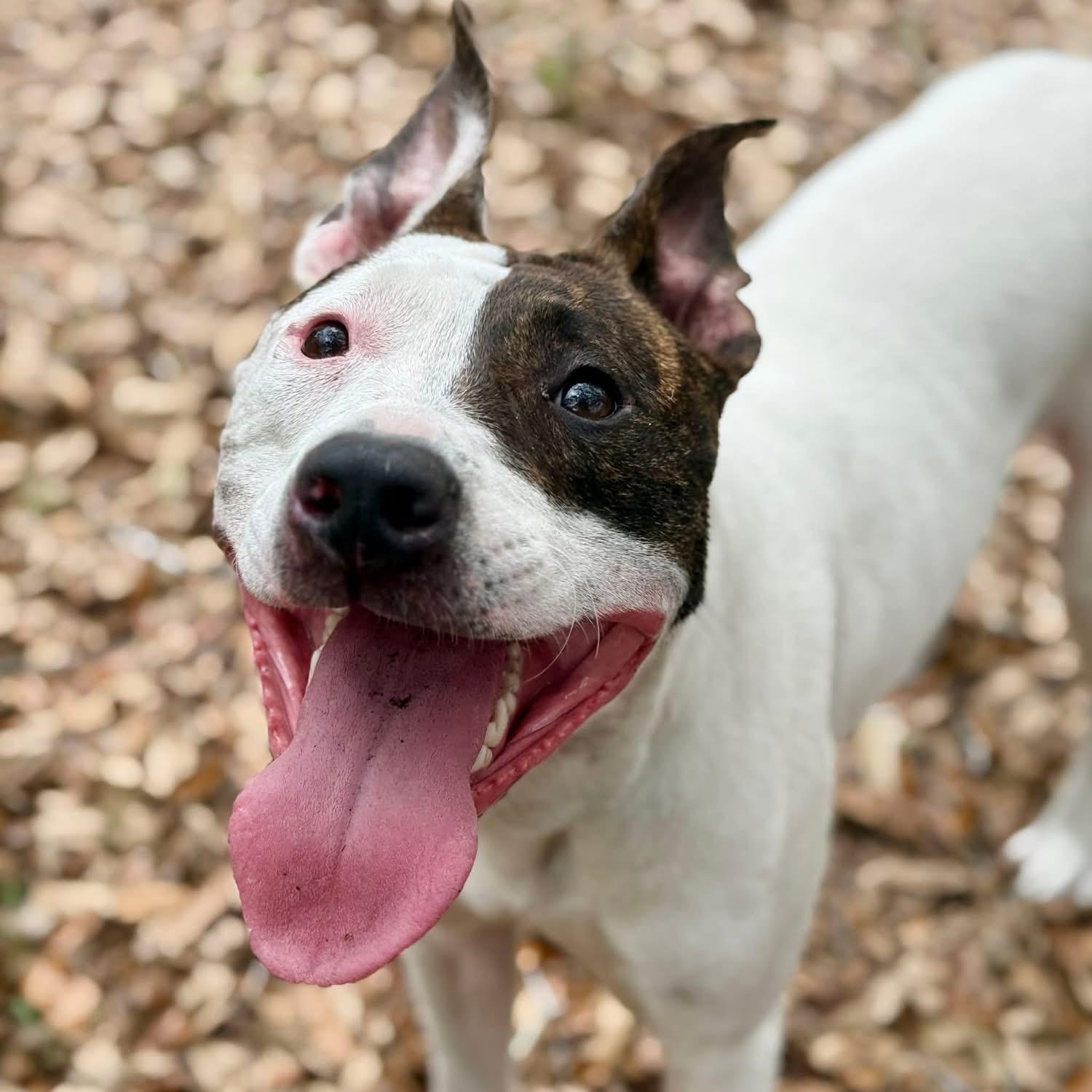 Enlarge Lili, a ADOPTABLE Mixed Breed in Fountaintown, IN image 6/6