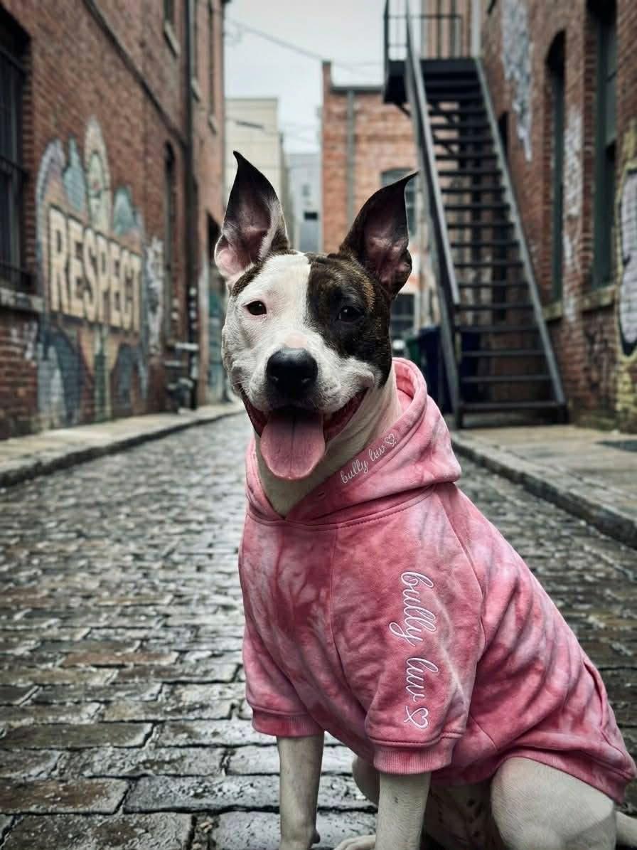 Lili, ADOPTABLE, Young Female Mixed Breed.