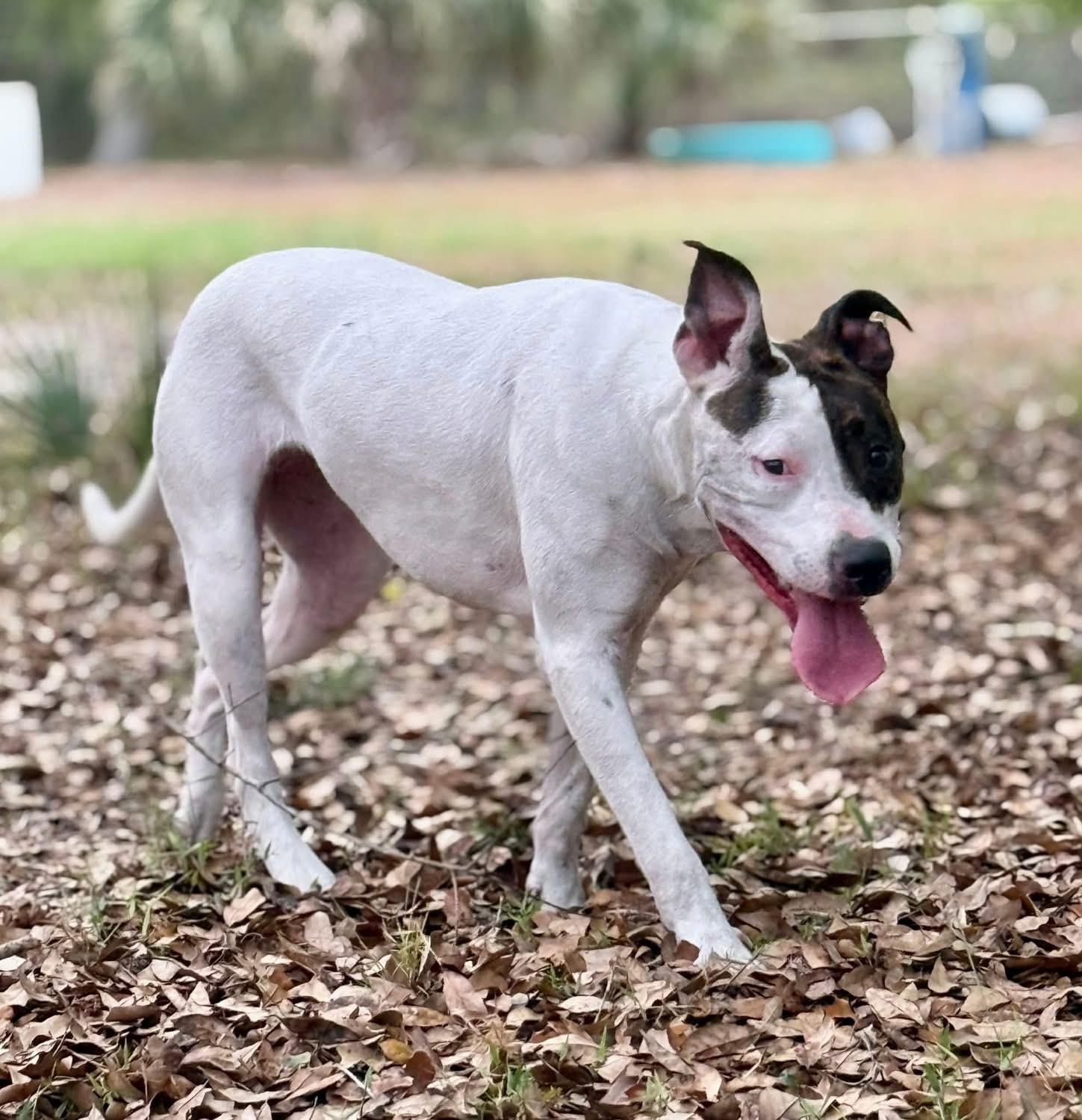 Enlarge Lili, a ADOPTABLE Mixed Breed in Fountaintown, IN image 3/6