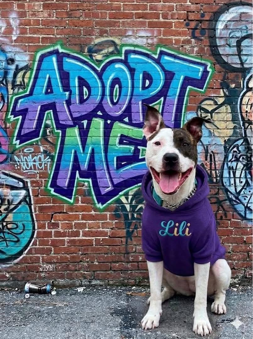 Enlarge Lili, a ADOPTABLE Mixed Breed in Fountaintown, IN image 2/6