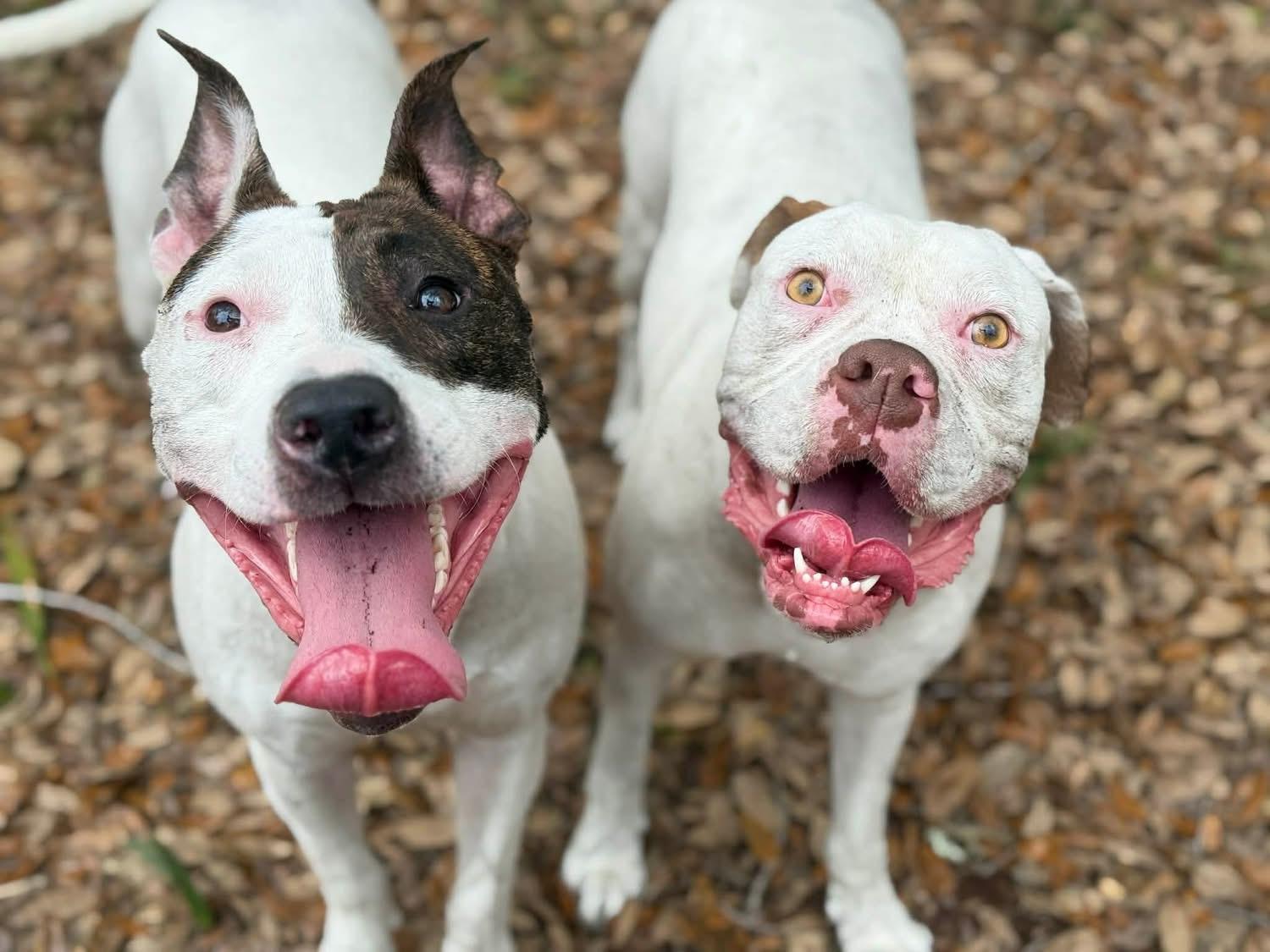 Enlarge Lili, a ADOPTABLE Mixed Breed in Fountaintown, IN image 4/6