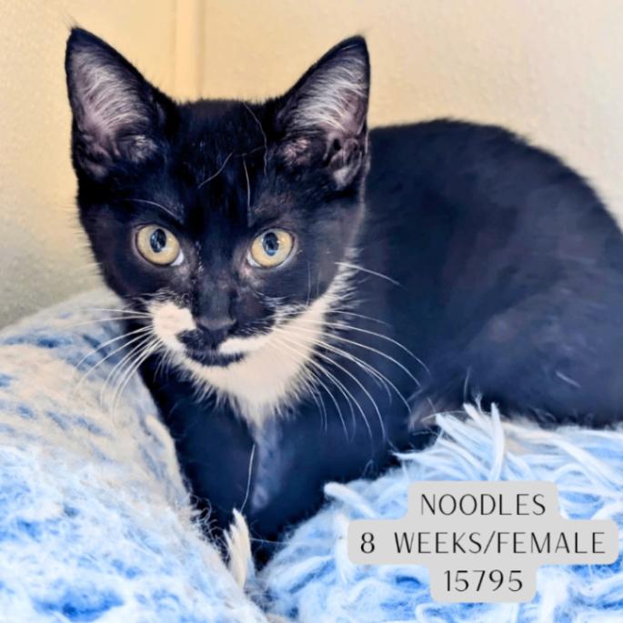 Noodles, Adoptable, Young Female Domestic Short Hair.