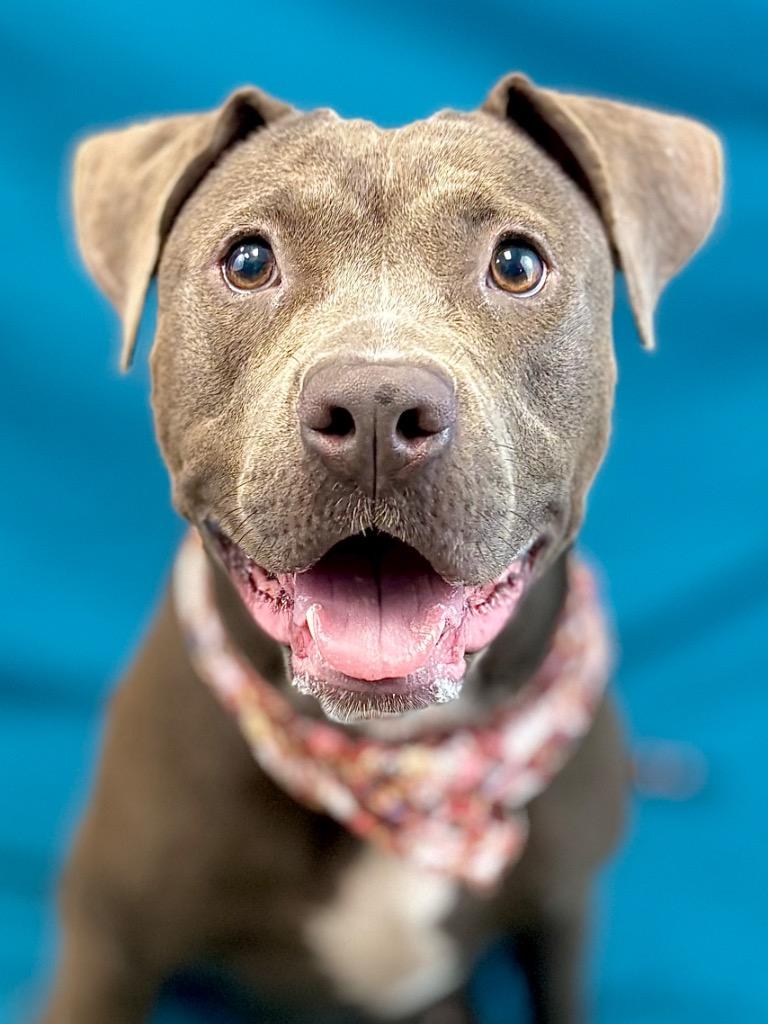 Enlarge Sky, a Adoptable Pit Bull Terrier in Nacogdoches, TX image 1/5