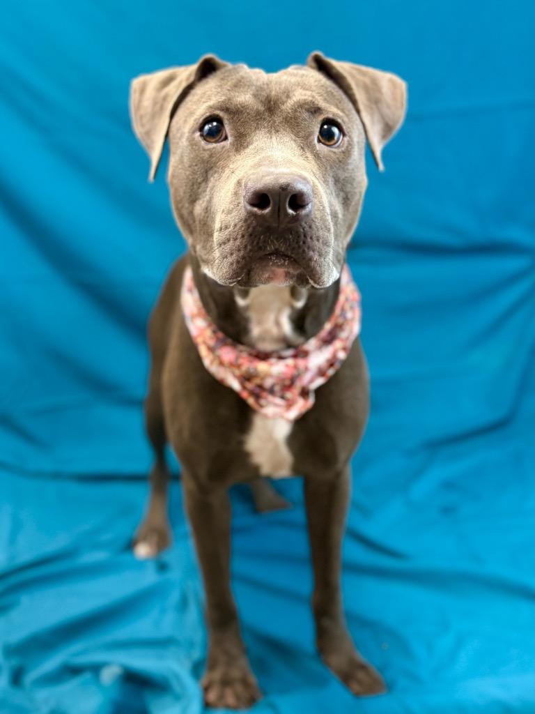 Enlarge Sky, a Adoptable Pit Bull Terrier in Nacogdoches, TX image 2/5