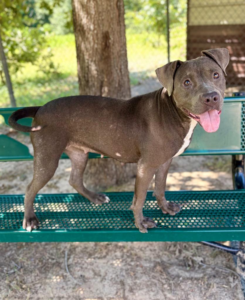 Sky, a Adoptable Pit Bull Terrier in Nacogdoches, TX image 3/5