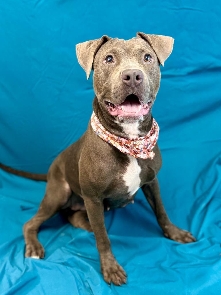Sky, a Adoptable Pit Bull Terrier in Nacogdoches, TX image 4/5