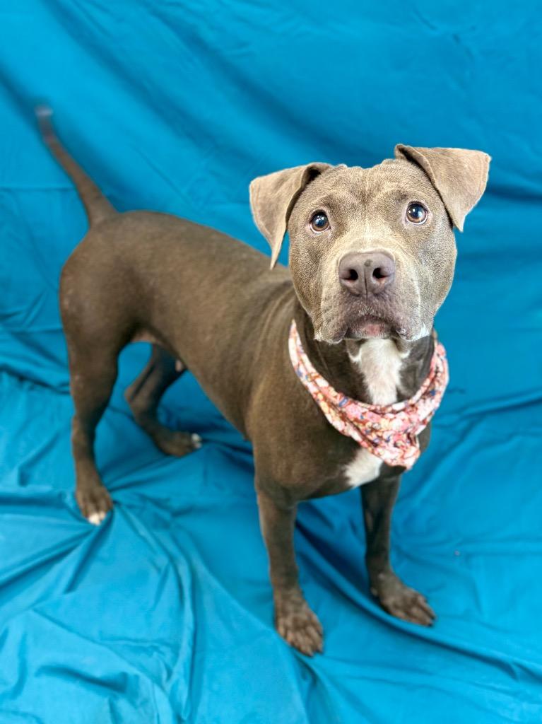 Sky, a Adoptable Pit Bull Terrier in Nacogdoches, TX image 5/5