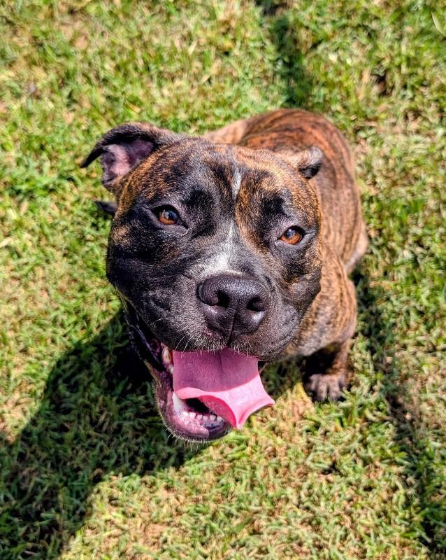 Freddie Spaghetti, Adoptable, Adult Male Boxer.
