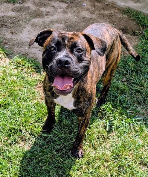 Freddie Spaghetti, a Adoptable Boxer in Colonial Heights, VA image 2/2