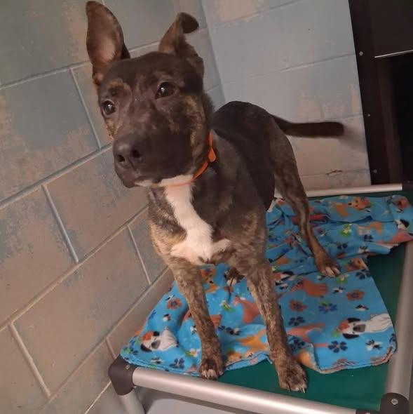 Griffin, ADOPTABLE, Young Male German Shepherd Dog.