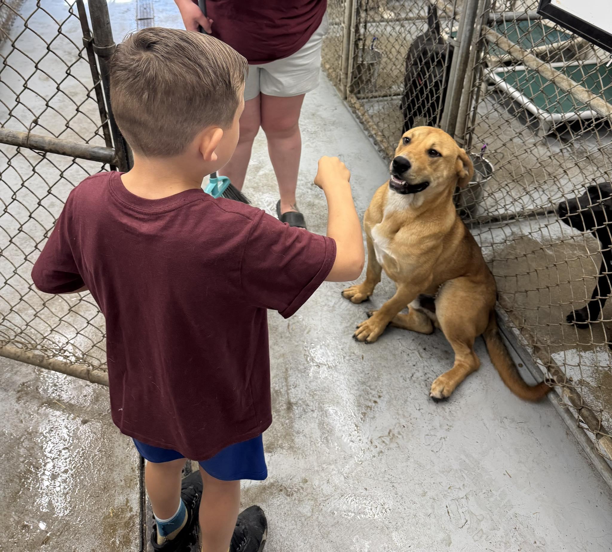 Samson, an adoptable Rottweiler in Meadow Lake, SK, S9X 1Y7 | Photo Image 3