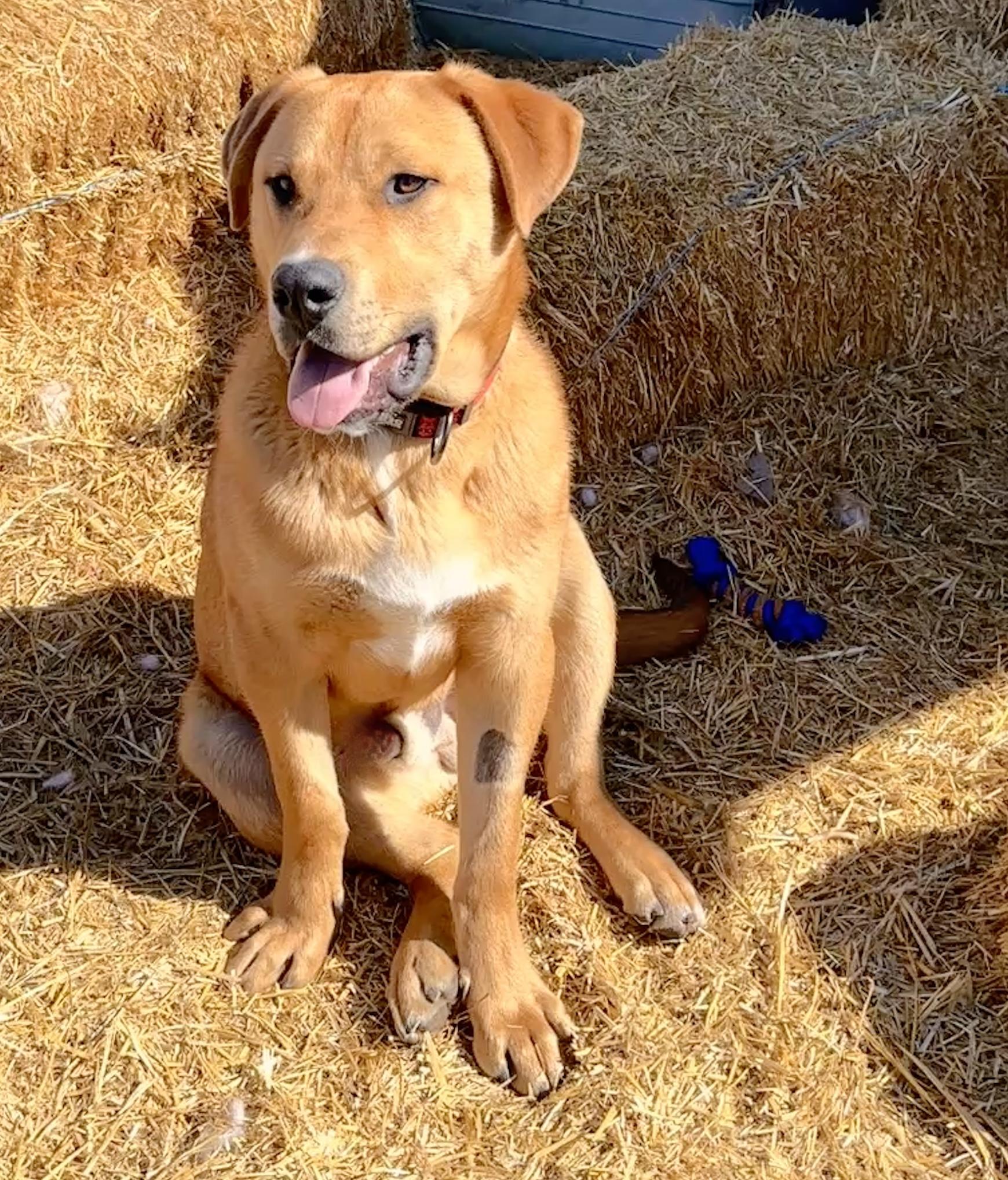 Samson