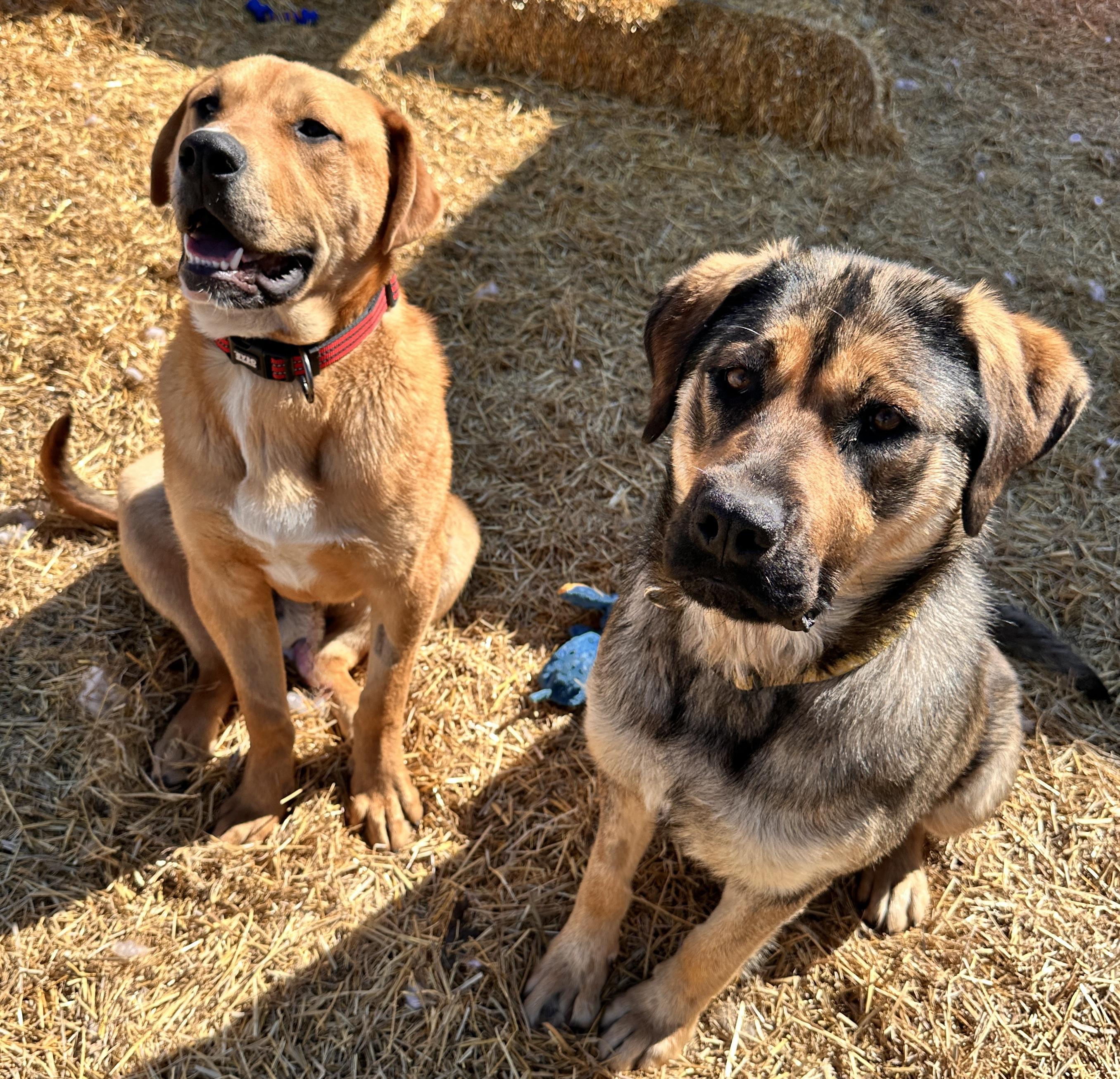 Samson, an adoptable Rottweiler in Meadow Lake, SK, S9X 1Y7 | Photo Image 4