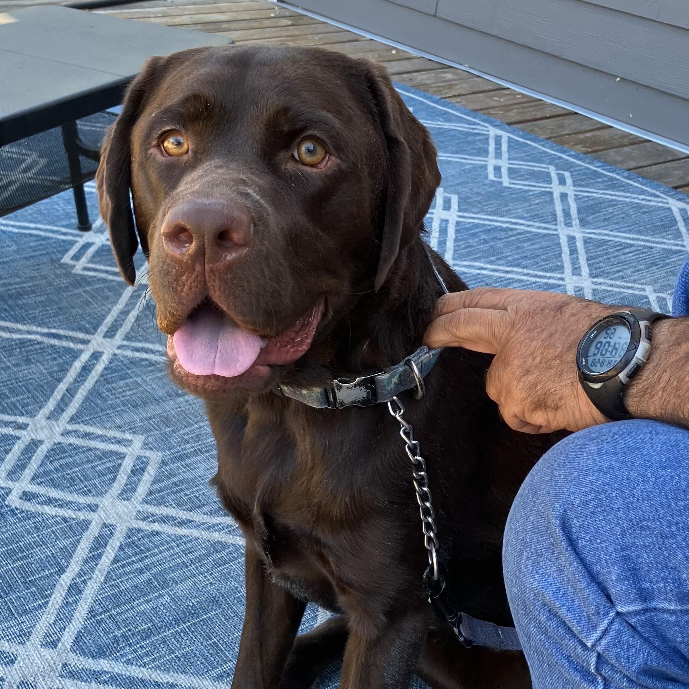Enlarge Hunter, a ADOPTABLE Labrador Retriever in San Francisco, CA image 1/4