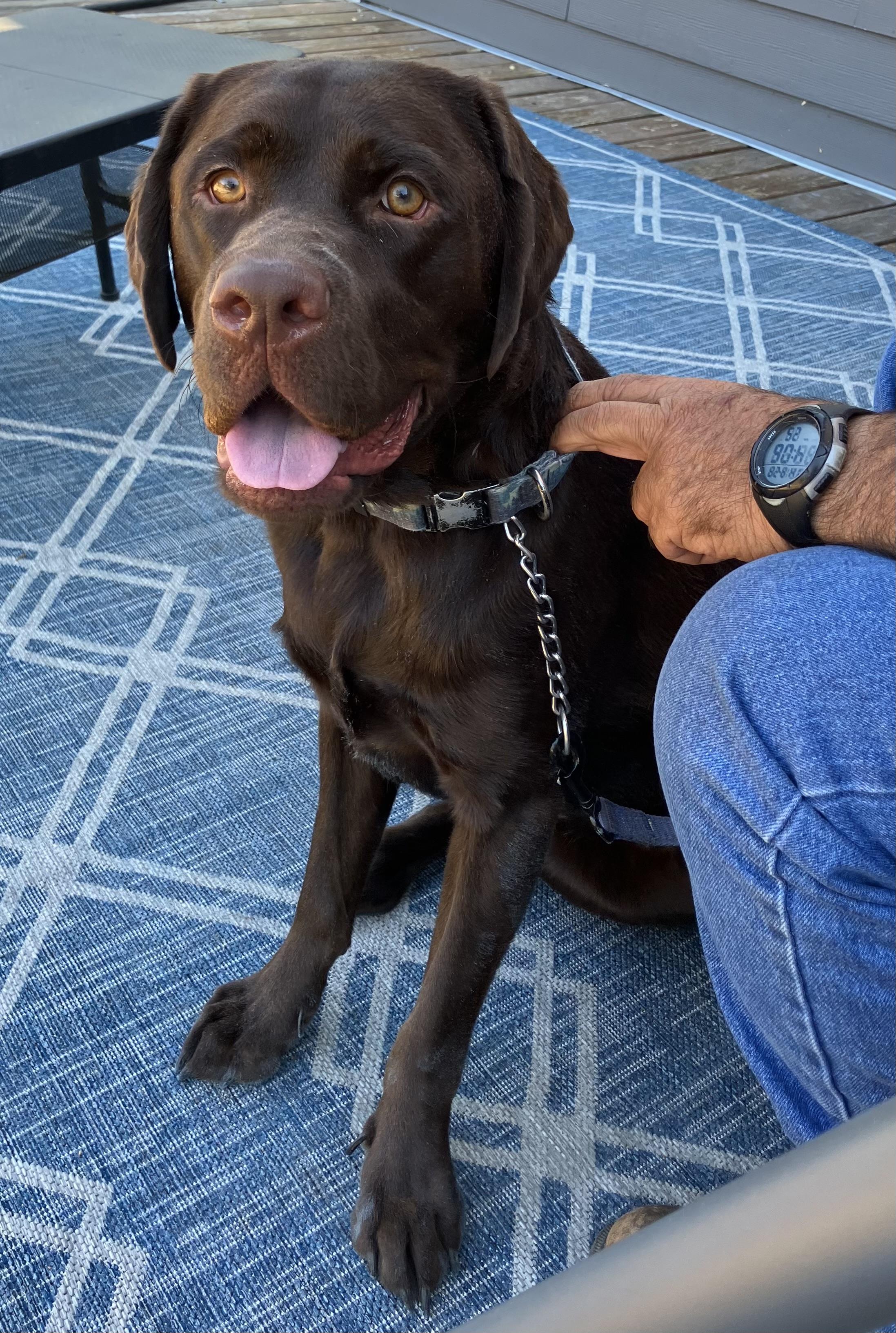 Enlarge Hunter, a ADOPTABLE Labrador Retriever in San Francisco, CA image 2/4