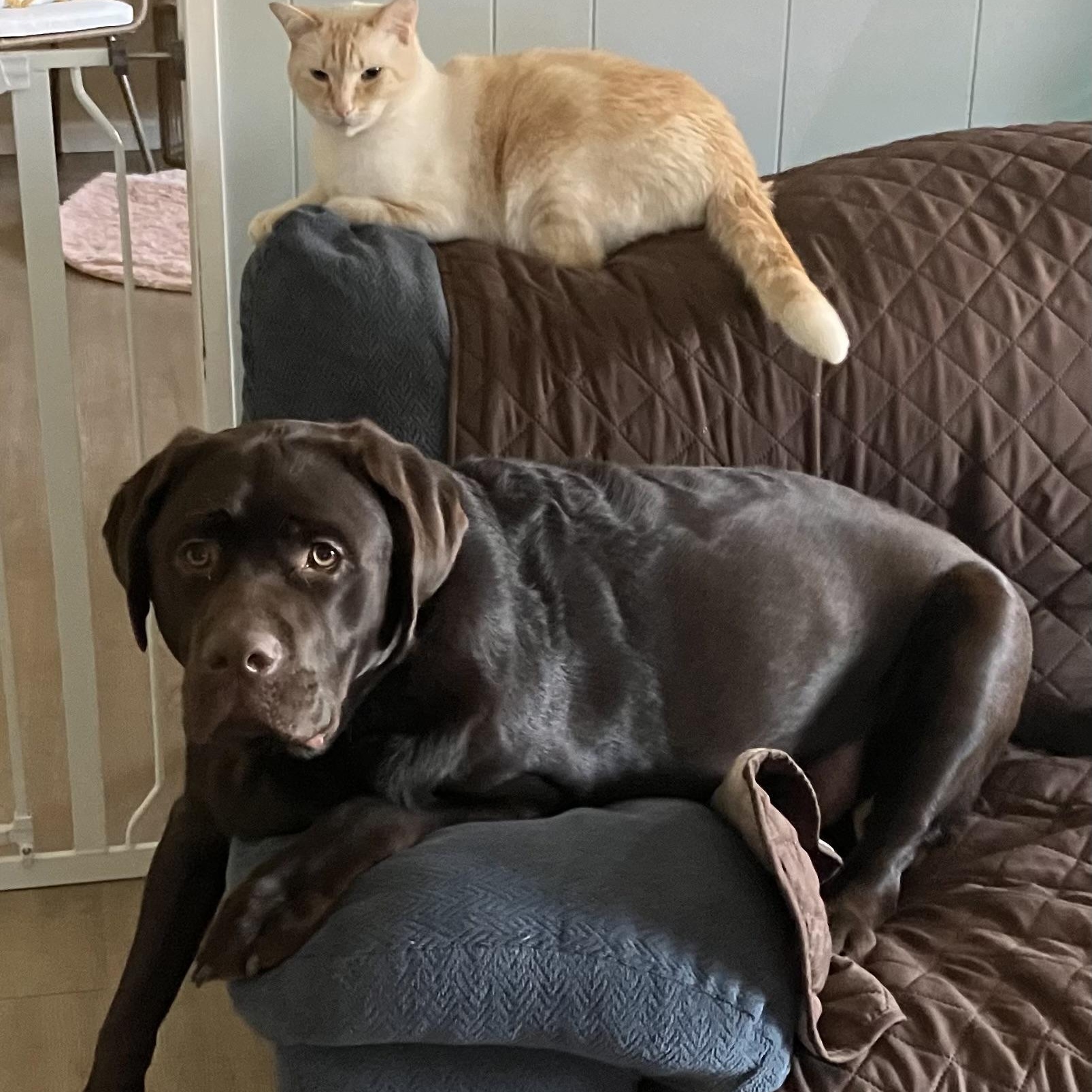 Enlarge Hunter, a ADOPTABLE Labrador Retriever in San Francisco, CA image 4/5