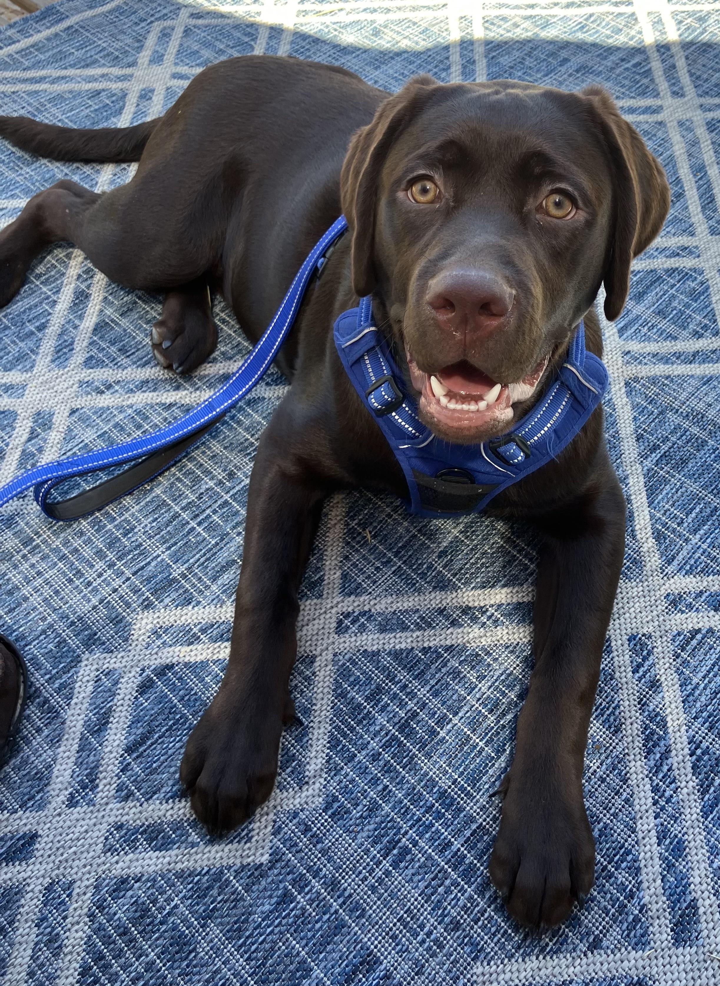 Hunter, ADOPTABLE, Young Male Labrador Retriever.