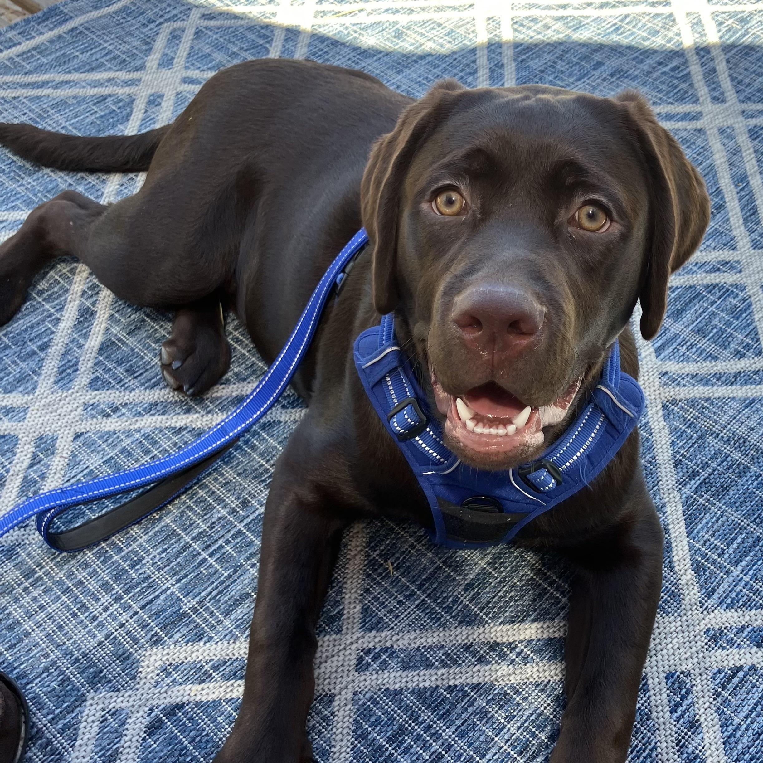 Enlarge Hunter, a ADOPTABLE Labrador Retriever in San Francisco, CA image 2/4