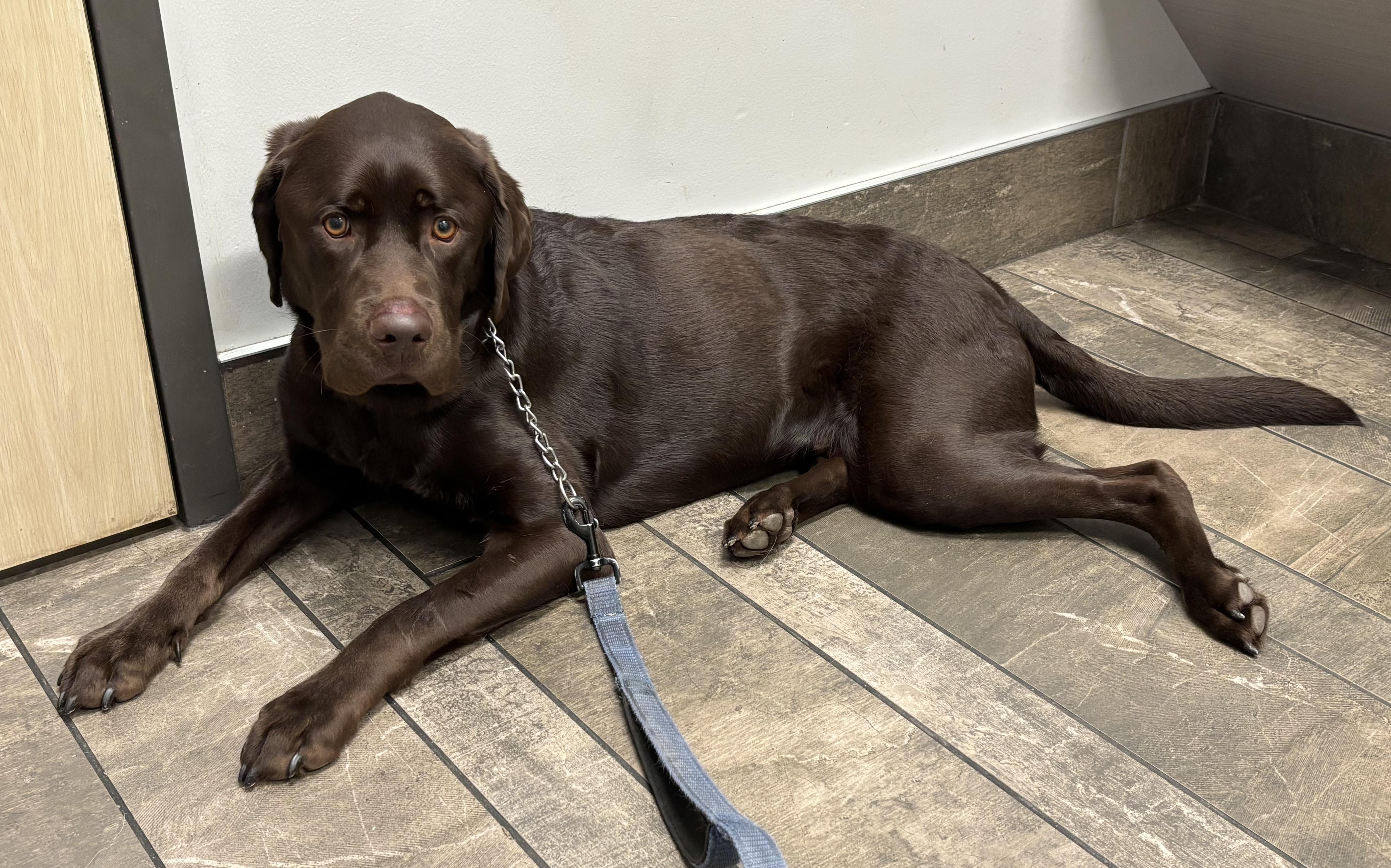 Enlarge Hunter, a ADOPTABLE Labrador Retriever in San Francisco, CA image 3/4