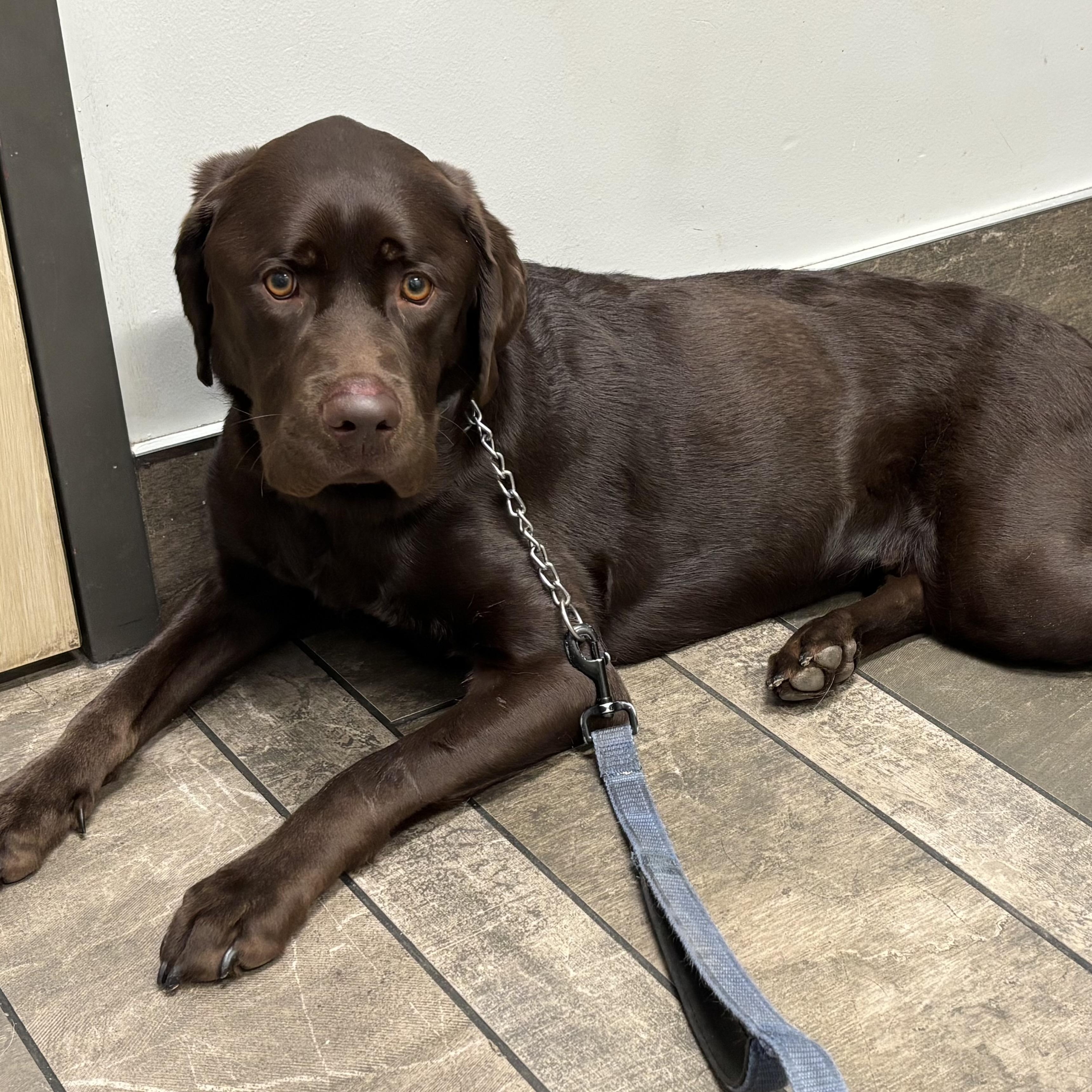 Enlarge Hunter, a ADOPTABLE Labrador Retriever in San Francisco, CA image 3/4